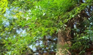 花自飘零水自流歌词